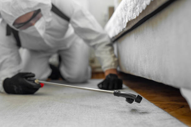 Professional Ant Control technician working in Quincy, MA